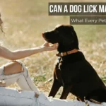A dog licking a woman’s hand outdoors. Image used to explain the sepsis dog lick infection risk.