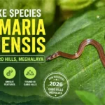 New snake species Calamaria garoensis on a green leaf in Garo Hills Meghalaya